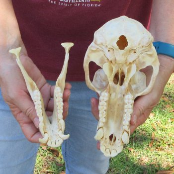 B-Grade 8-1/2" Male Baboon Skull (CITES P-000044854)