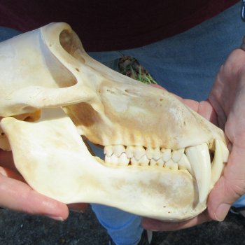 B-Grade 8-1/2" Male Baboon Skull (CITES P-000044854)