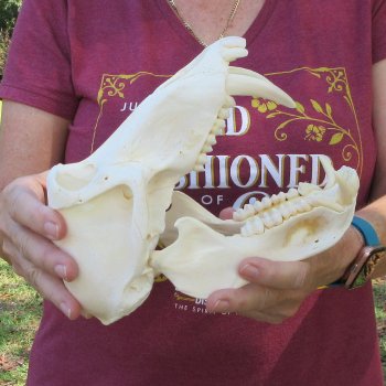 9-3/4" Male Baboon Skull (Signature Required) CITES# P-000044854