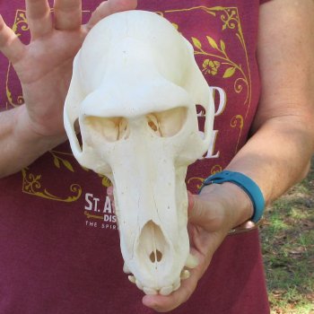 9-3/4" Male Baboon Skull (Signature Required) CITES# P-000044854