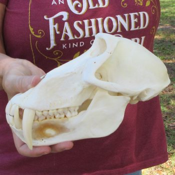 9-3/4" Male Baboon Skull (Signature Required) CITES# P-000044854