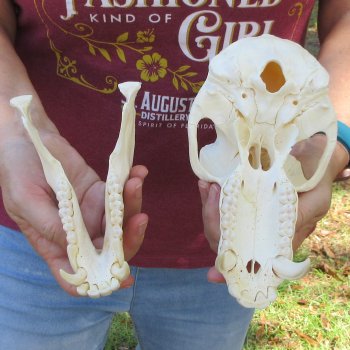 9-3/4" Male Baboon Skull (Signature Required) CITES# P-000044854
