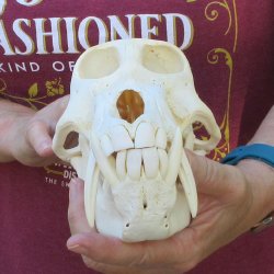 8-1/2" Male Baboon Skull (Signature Required) CITES# P-000044854