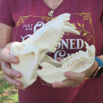 8-1/2" Male Baboon Skull (Signature Required) CITES# P-000044854