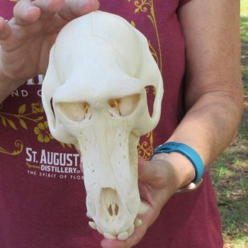 8-1/2" Male Baboon Skull (Signature Required) CITES# P-000044854