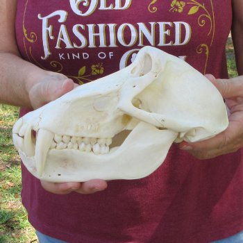 8-1/2" Male Baboon Skull (Signature Required) CITES# P-000044854