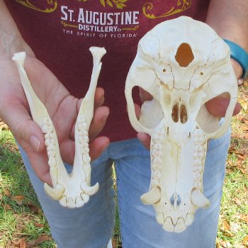 8-1/2" Male Baboon Skull (Signature Required) CITES# P-000044854
