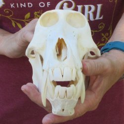 8-1/2" Male Baboon Skull (Signature Required) CITES# P-000044854