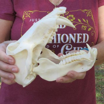 8-1/2" Male Baboon Skull (Signature Required) CITES# P-000044854