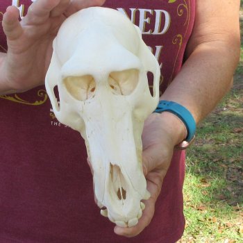 8-1/2" Male Baboon Skull (Signature Required) CITES# P-000044854