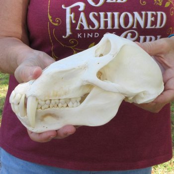 8-1/2" Male Baboon Skull (Signature Required) CITES# P-000044854