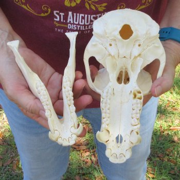 8-1/2" Male Baboon Skull (Signature Required) CITES# P-000044854