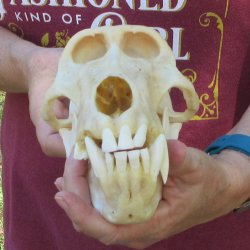 B-Grade 9-1/2" Male Baboon Skull (CITES P-000044854)