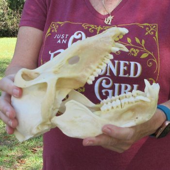 B-Grade 9-1/2" Male Baboon Skull (CITES P-000044854)