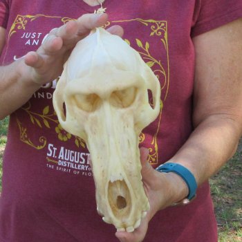 B-Grade 9-1/2" Male Baboon Skull (CITES P-000044854)