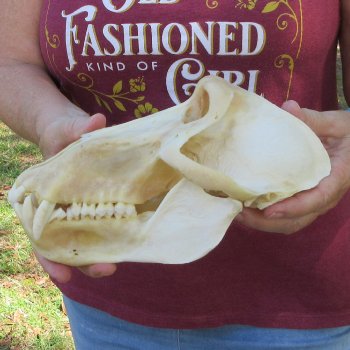 B-Grade 9-1/2" Male Baboon Skull (CITES P-000044854)