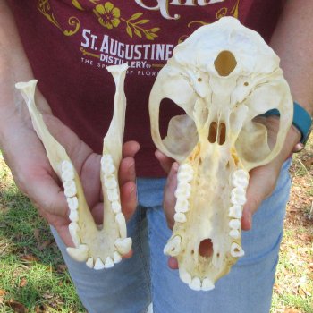 B-Grade 9-1/2" Male Baboon Skull (CITES P-000044854)