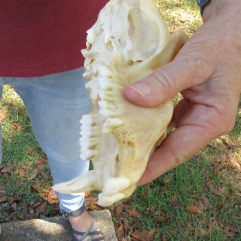 B-Grade 9-1/2" Male Baboon Skull (CITES P-000044854)