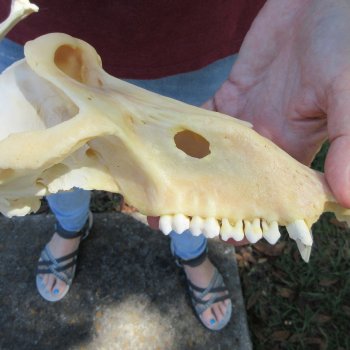 B-Grade 9-1/2" Male Baboon Skull (CITES P-000044854)