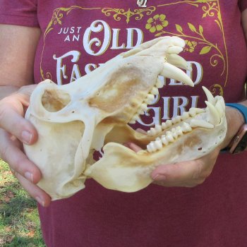 B-Grade 8" Male Baboon Skull (CITES P-000044854)