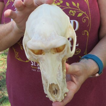 B-Grade 8" Male Baboon Skull (CITES P-000044854)