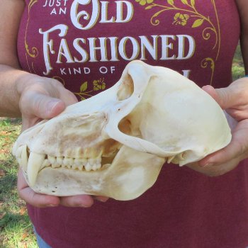 B-Grade 8" Male Baboon Skull (CITES P-000044854)