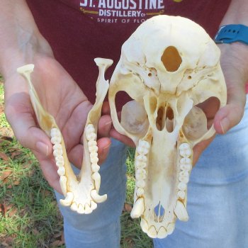 B-Grade 8" Male Baboon Skull (CITES P-000044854)