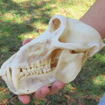 B-Grade 8" Male Baboon Skull (CITES P-000044854)