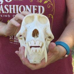 9" Male Baboon Skull (Signature Required) CITES# P-000044854