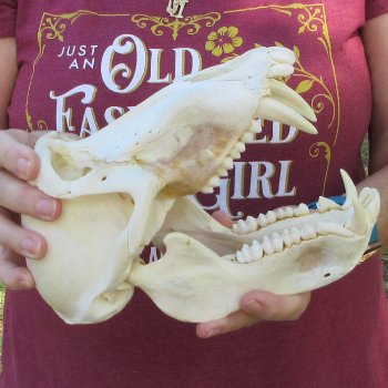 9" Male Baboon Skull (Signature Required) CITES# P-000044854