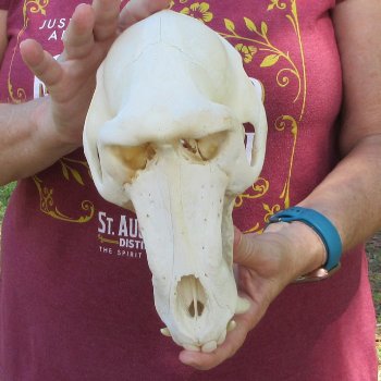 9" Male Baboon Skull (Signature Required) CITES# P-000044854