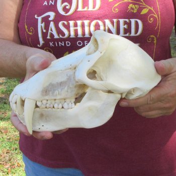 9" Male Baboon Skull (Signature Required) CITES# P-000044854