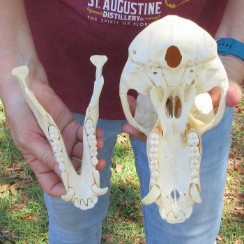 9" Male Baboon Skull (Signature Required) CITES# P-000044854