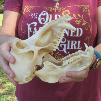 B-Grade 9" Male Baboon Skull (CITES P-000044854)
