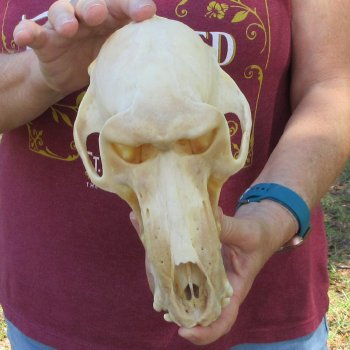 B-Grade 9" Male Baboon Skull (CITES P-000044854)
