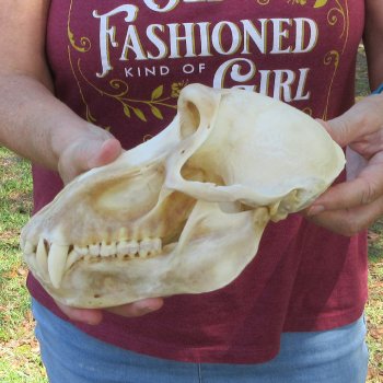 B-Grade 9" Male Baboon Skull (CITES P-000044854)
