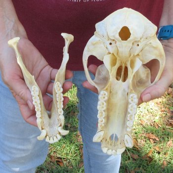 B-Grade 9" Male Baboon Skull (CITES P-000044854)
