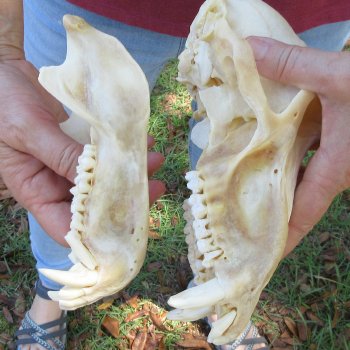 B-Grade 9" Male Baboon Skull (CITES P-000044854)