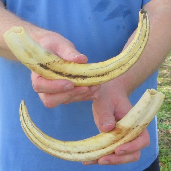 Matching pair of 12 inch Warthog Tusks 