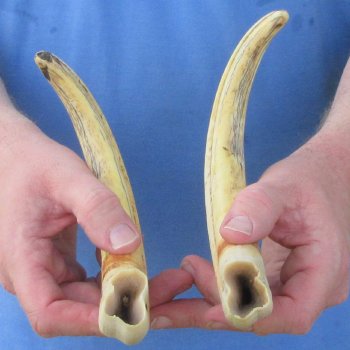 Matching pair of 12 inch Warthog Tusks 