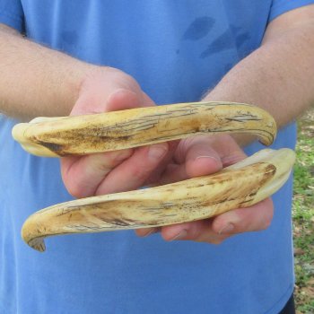 Matching pair of 12 inch Warthog Tusks 