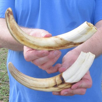 Matching pair of 11 and 12 inch Warthog Tusks 