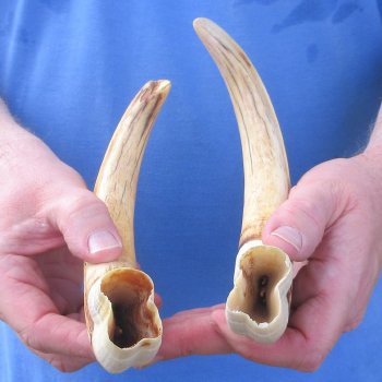 Matching pair of 11 and 12 inch Warthog Tusks 