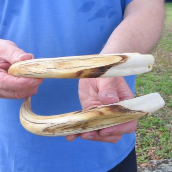 Matching pair of 11 and 12 inch Warthog Tusks 