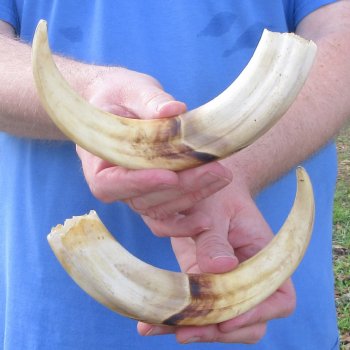 Matching pair of 11 inch Warthog Tusks 