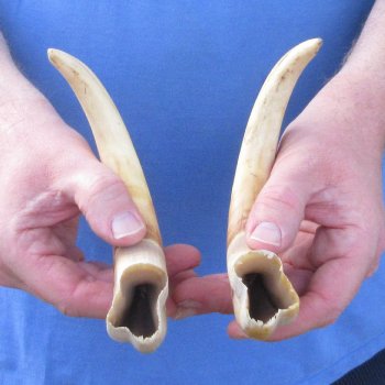 Matching pair of 11 inch Warthog Tusks 