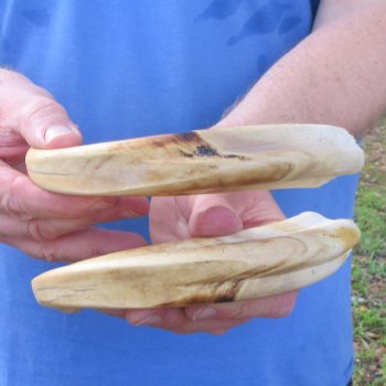Matching pair of 11 inch Warthog Tusks 