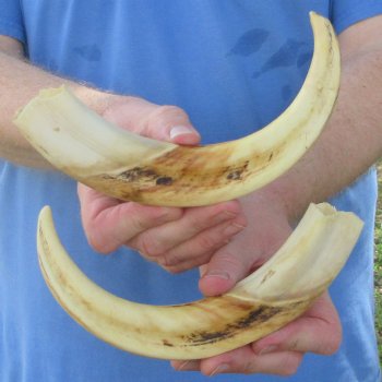 Matching pair of 11 inch Warthog Tusks 