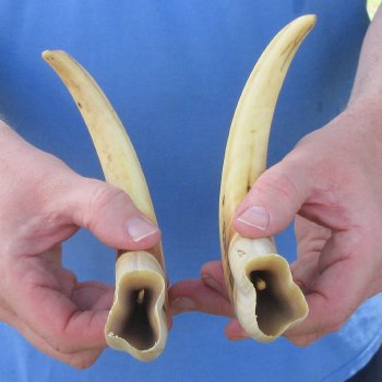 Matching pair of 11 inch Warthog Tusks 