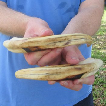 Matching pair of 11 inch Warthog Tusks 
